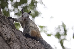 Sciurus stramineus