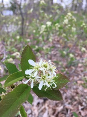 Amelanchier nantucketensis