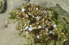 Saccostrea