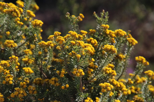 Image of Oedera genistifolia by (c) Tony Rebelo, some rights reserved (CC BY-SA)