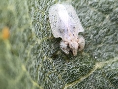 Corythucha immaculata