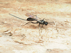 Echthrus niger