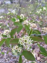 Amelanchier nantucketensis