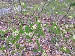 Amelanchier nantucketensis