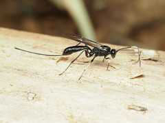 Echthrus niger