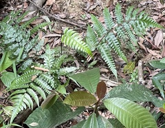 Diplazium dilatatum