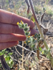 Amsinckia menziesii