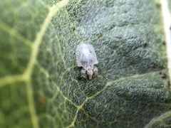 Corythucha immaculata