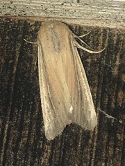 Leucania phragmitidicola