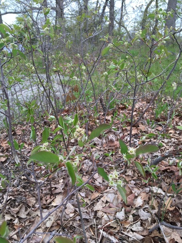 Image of Amelanchier nantucketensis by no rights reserved