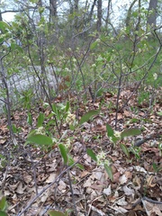 Amelanchier nantucketensis