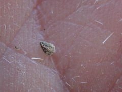 Amsinckia menziesii