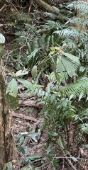 Diplazium dilatatum