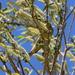 Setophaga coronata × magnolia - Photo (c) leptim, algunos derechos reservados (CC BY-NC)