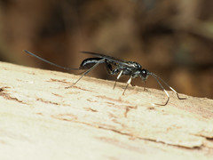 Echthrus niger