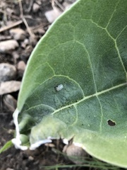 Corythucha immaculata