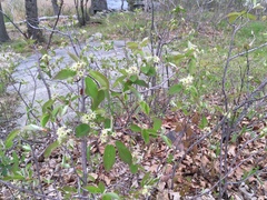 Amelanchier nantucketensis