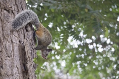 Sciurus stramineus