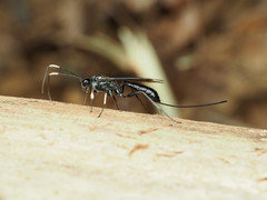 Echthrus niger
