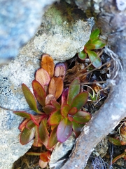 Epilobium crassum