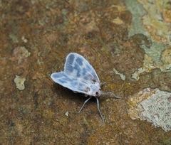 Borysthenes maculatus