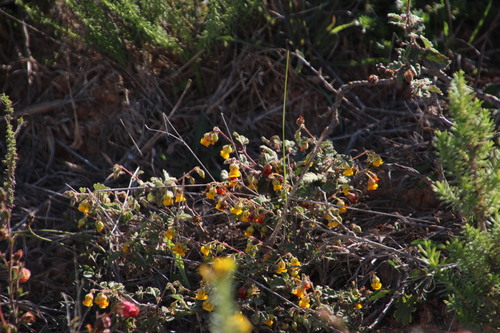 Image of Hermannia althaeoides by (c) Tony Rebelo, some rights reserved (CC BY-SA)