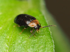 Exneria ruficollis