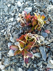 Epilobium crassum