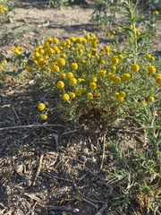 Oncosiphon pilulifer