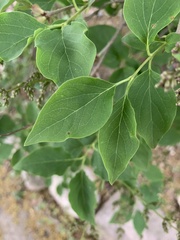Magnoliopsida
