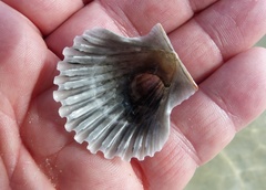 Pecten fumatus