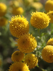 Oncosiphon pilulifer