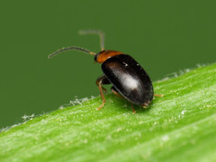 Exneria ruficollis