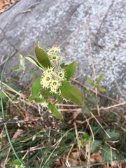 Amelanchier nantucketensis