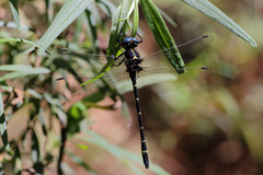 Eusynthemis guttata