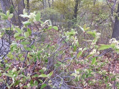 Amelanchier nantucketensis