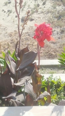 Canna × generalis