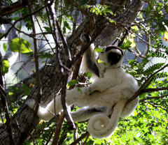 Propithecus verreauxi