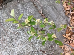 Amelanchier nantucketensis