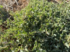 Atriplex semibaccata