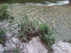 Phyllanthopsis phyllanthoides