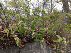 Amelanchier nantucketensis