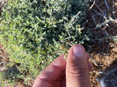 Atriplex semibaccata