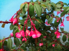 Begonia fuchsioides