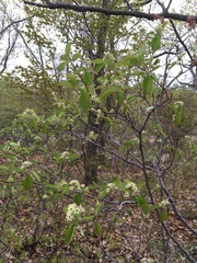 Amelanchier nantucketensis
