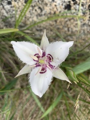Calochortus lyallii