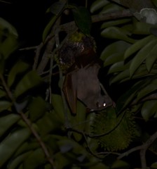 Hypsignathus monstrosus