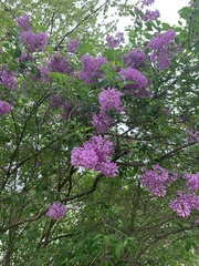 Syringa
