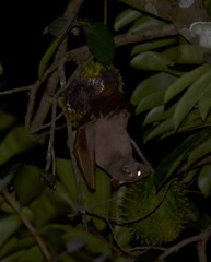 Hypsignathus monstrosus