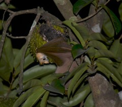 Hypsignathus monstrosus